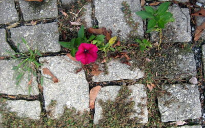 The Particularly Persistent Purple Pansy-Petunia