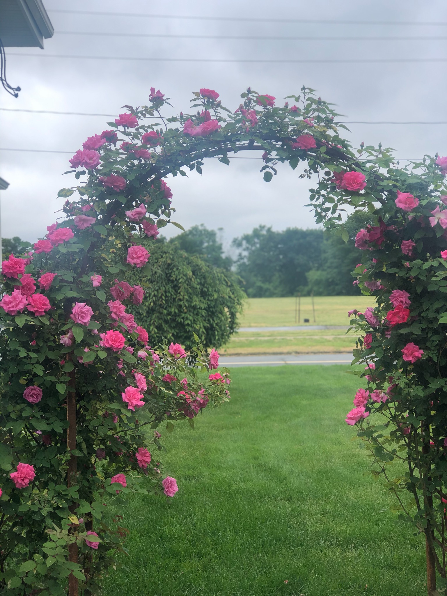roses in my yard